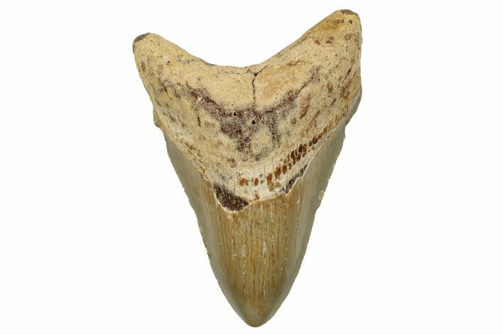 Fossil Megalodon Tooth - North Carolina #258129